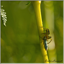 araignée pissaure  (8)